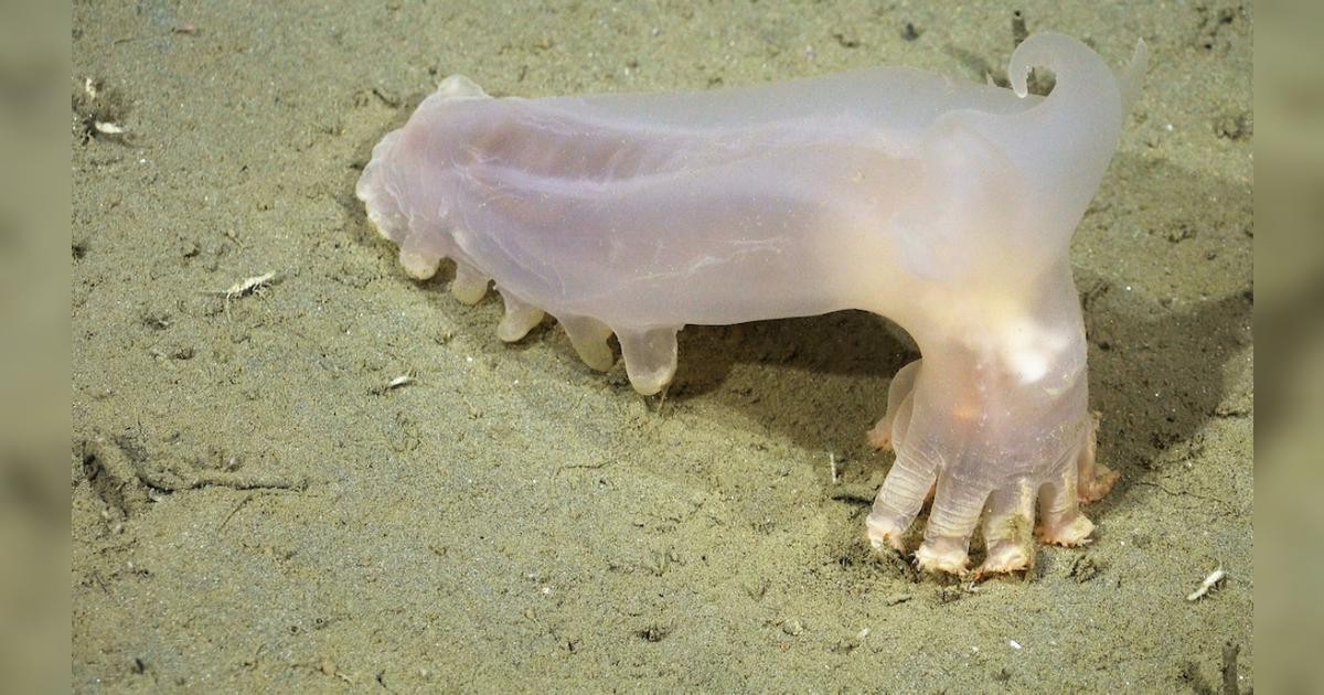 Biodiversidad en el Atlántico Sur: 57 especies nuevas halladas en los cañones de Mar del Plata